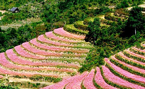 Lễ hội hoa Tam giác mạch Hà Giang năm 2017